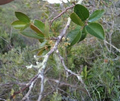 Xylosma tweediana