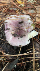 Russula occidentalis