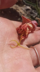 Oenothera brachycarpa
