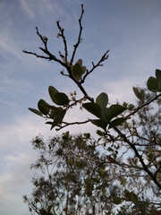 Xylosma tweediana