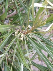 Pouteria salicifolia