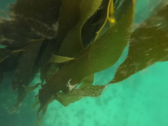 Eurypodius longirostris