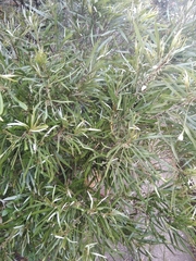 Pouteria salicifolia