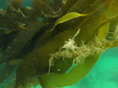 Eurypodius longirostris