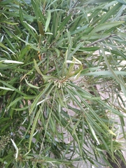 Pouteria salicifolia