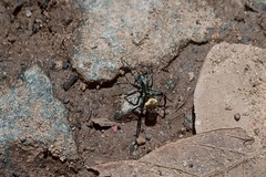 Myrmecotypus