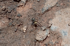 Myrmecotypus