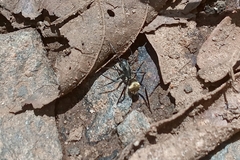 Myrmecotypus