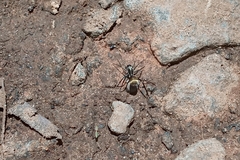 Myrmecotypus