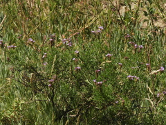 Junellia hookeriana