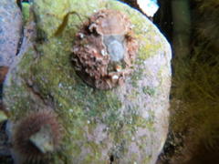 Pseudechinus magellanicus