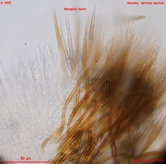 Lasiobelonium variegatum