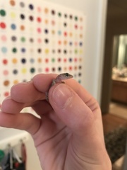 Hemidactylus turcicus