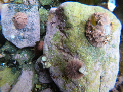 Pseudechinus magellanicus