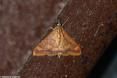 Pyrausta pseudonythesalis
