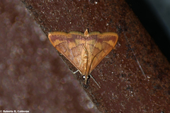 Pyrausta pseudonythesalis