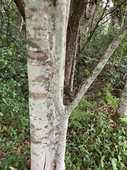 Castanospermum