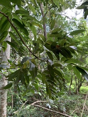 Castanospermum