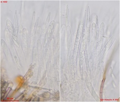 Lasiobelonium variegatum