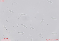 Lasiobelonium variegatum