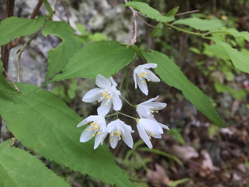 Deutzia