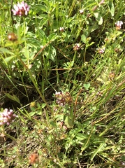 Trifolium variegatum variegatum