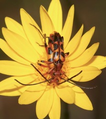 Strangalia sexnotata