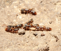 Ponera pennsylvanica