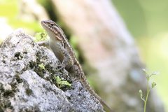 Sceloporus teapensis