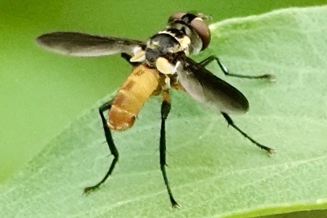Xanthomelanodes atripennis