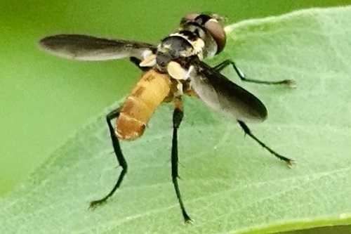 Xanthomelanodes atripennis
