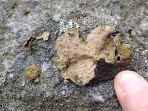 Pennsylvania Toadskin Lichen