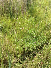 Trifolium variegatum variegatum