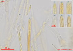Lasiobelonium variegatum