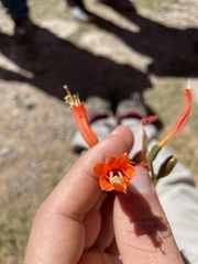 Stenomesson miniatum