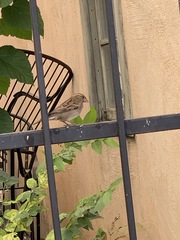 Passer domesticus