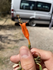 Stenomesson miniatum