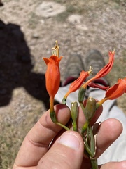 Stenomesson miniatum