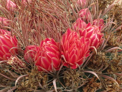 Ferocactus chrysacanthus