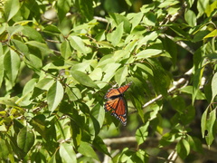 Limenitis archippus watsoni