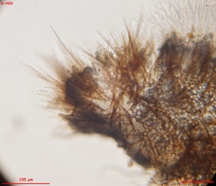 Lasiobelonium variegatum