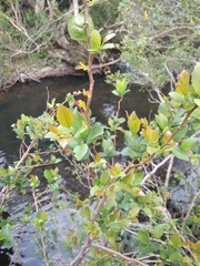 Xylosma tweediana