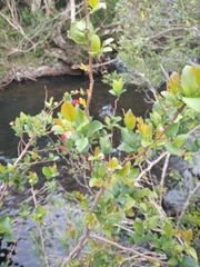 Xylosma tweediana