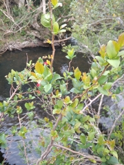 Xylosma tweediana