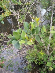 Xylosma tweediana