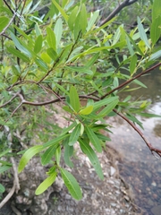 Sebastiania schottiana