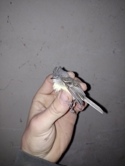 Serpophaga griseicapilla