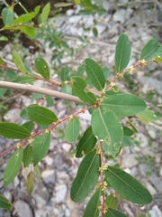 Phyllanthus sellowianus