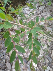 Phyllanthus sellowianus