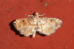 Sufetula diminutalis